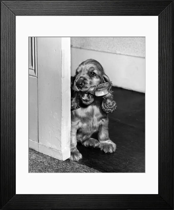 Framed Print : Susi - with a bone Framed Print : Susi - with a bone