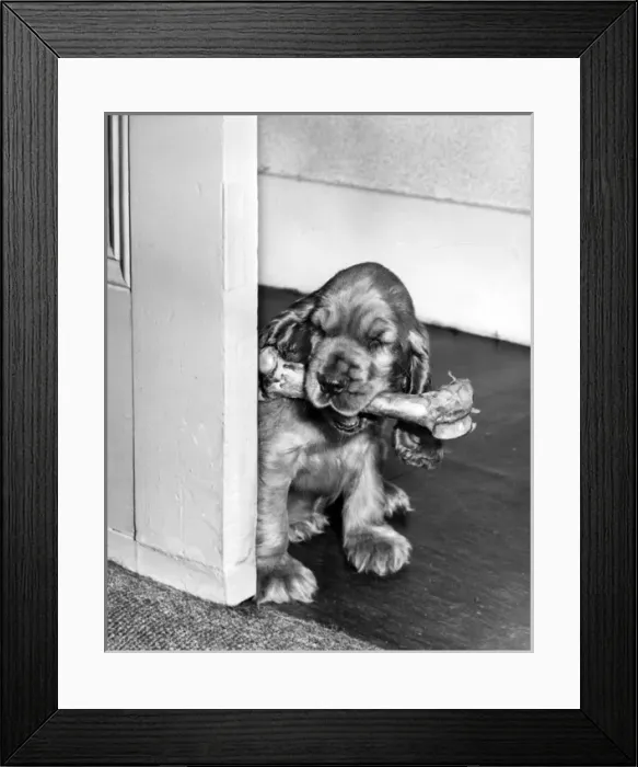 Framed Print : Susi - with a bone Framed Print : Susi - with a bone