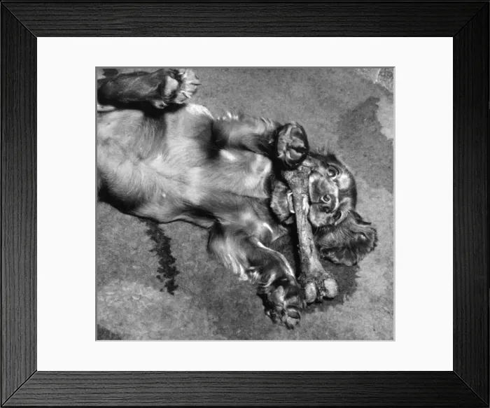 Framed Print : Susi - rolling around with a large bone Framed Print : Susi - rolling around with a large bone