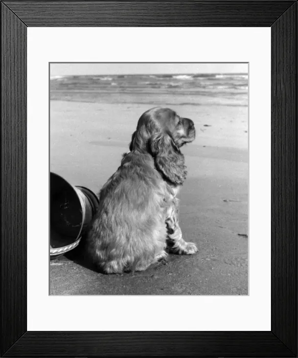 Framed Print : Susi - at the seaside Framed Print : Susi - at the seaside