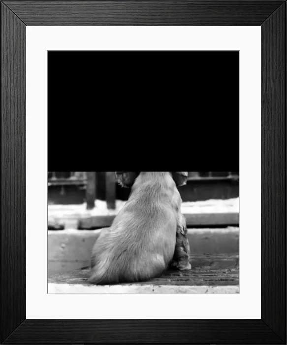 Framed Print : Susi - looking at lions in a cage Framed Print : Susi - looking at lions in a cage