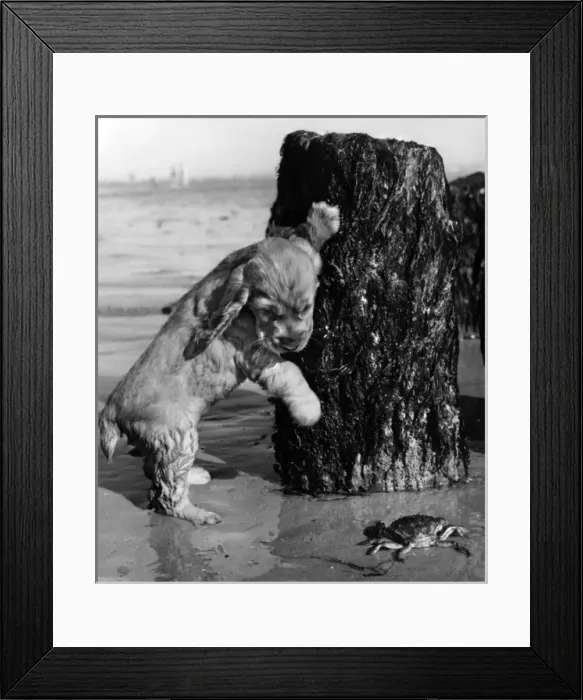 Framed Print : Susi - looking at a crab on the beach Framed Print : Susi - looking at a crab on the beach