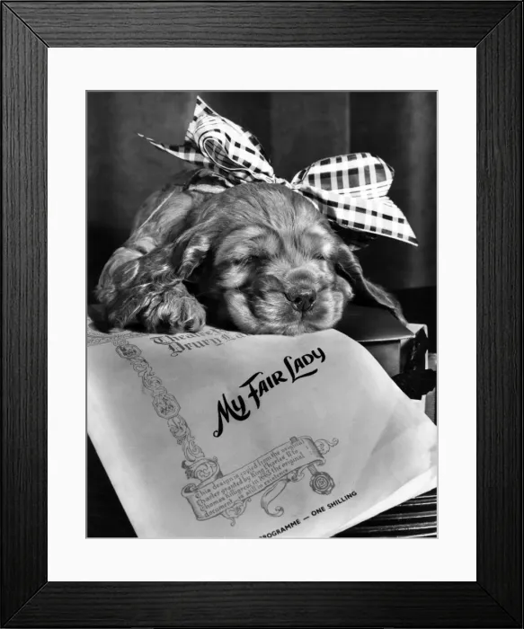 Framed Print : Susi - My Fair Lady