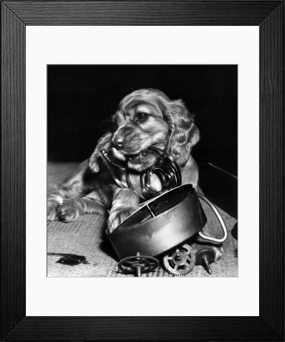 Framed Print : Susi - demolishing an alarm clock Framed Print : Susi - demolishing an alarm clock