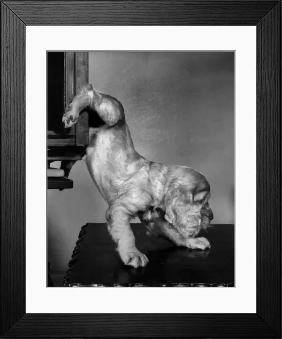 Framed Print : Susi - climbing down onto a table Framed Print : Susi - climbing down onto a table