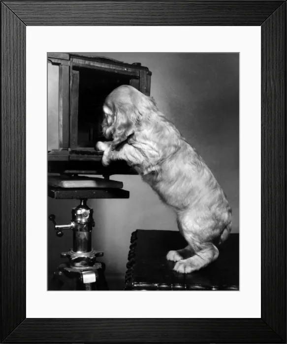 Framed Print : Susi - looking inside a large camera
