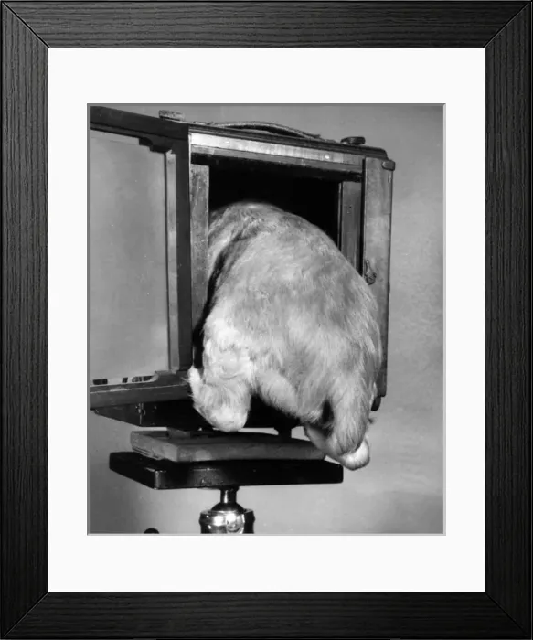 Framed Print : Susi - climbing into a large camera