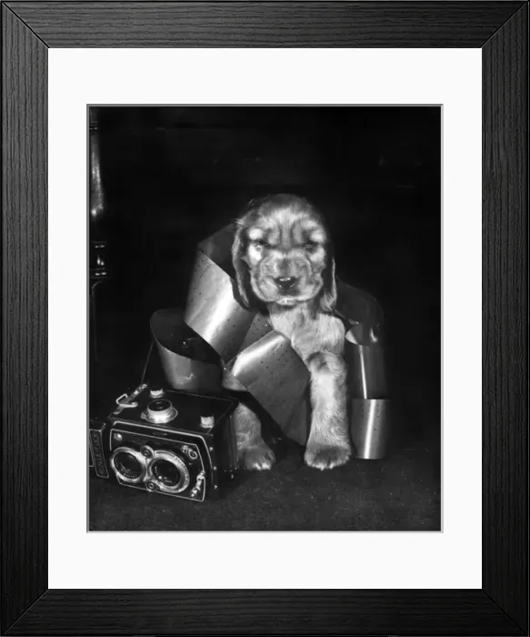 Framed Print : Susi - with camera and roll of film wrapped round her Framed Print : Susi - with camera and roll of film wrapped round her