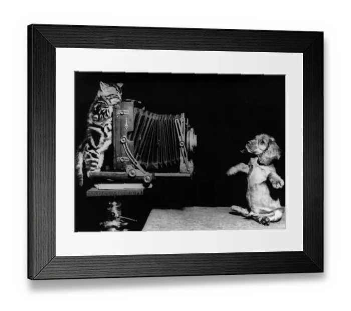Framed Print : Susi - with kitten and camera Framed Print : Susi - with kitten and camera