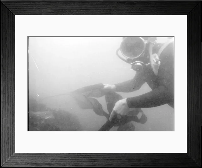 Framed Print : Tessyman family, seaweed farmers, Dartmouth, Devon Framed Print : Tessyman family, seaweed farmers, Dartmouth, Devon