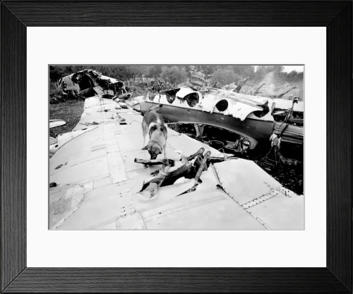 Framed Print : Air crash investigation sniffer dog Framed Print : Air crash investigation sniffer dog