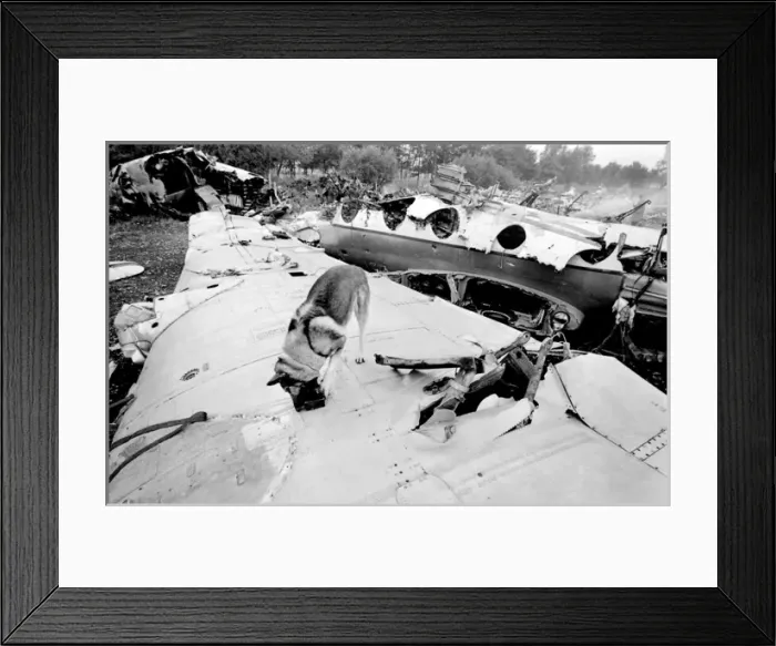 Framed Print : Air crash investigation sniffer dog Framed Print : Air crash investigation sniffer dog