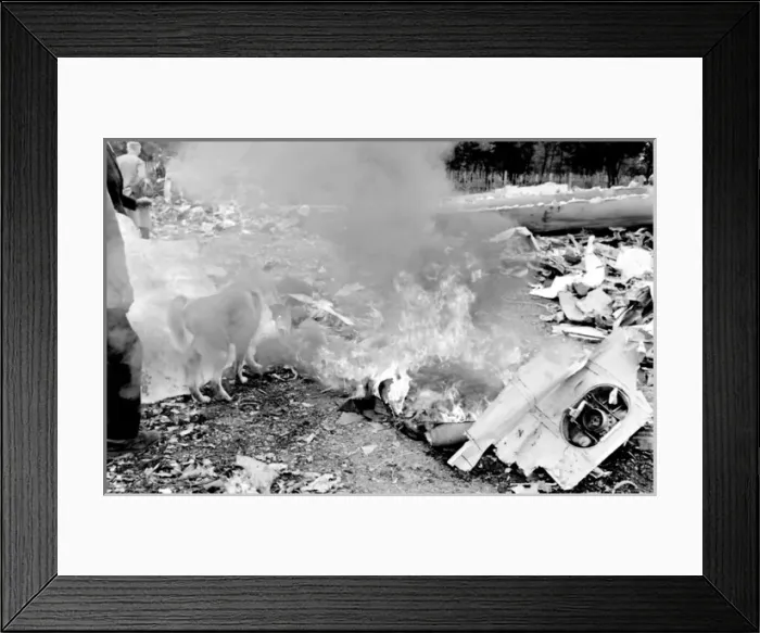 Framed Print : Air crash investigation sniffer dog Framed Print : Air crash investigation sniffer dog