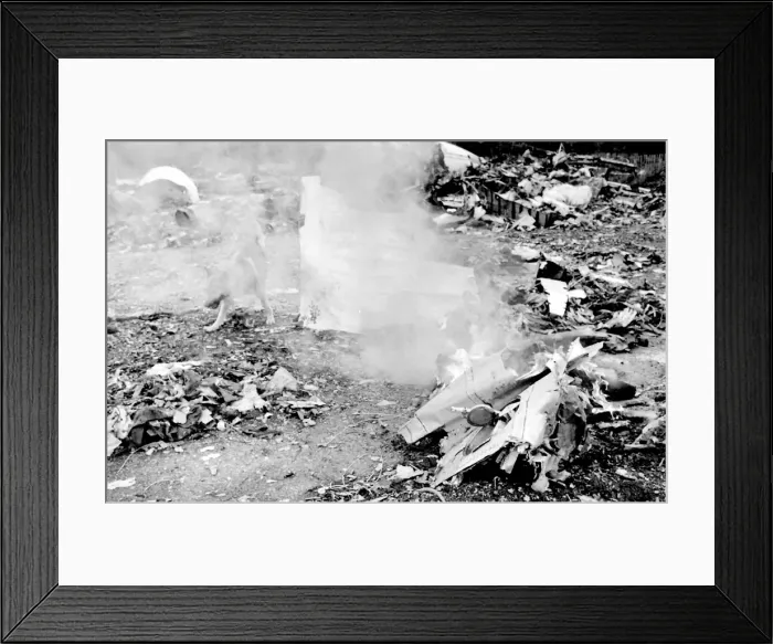 Framed Print : Air crash investigation sniffer dog Framed Print : Air crash investigation sniffer dog