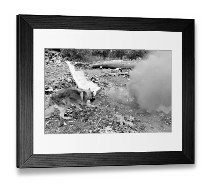 Framed Print : Air crash investigation sniffer dog Framed Print : Air crash investigation sniffer dog