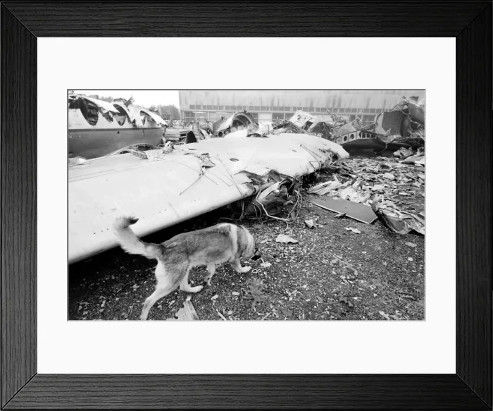 Framed Print : Air crash investigation sniffer dog Framed Print : Air crash investigation sniffer dog