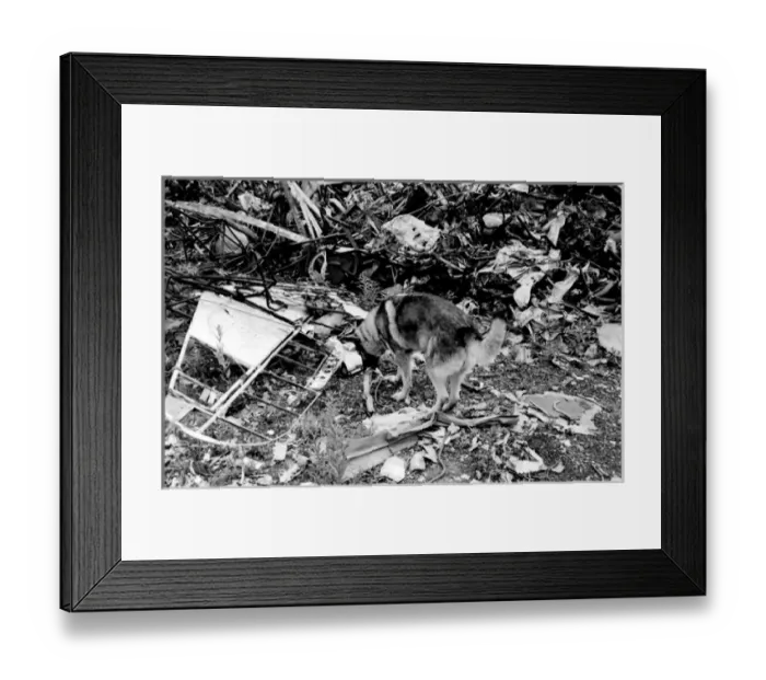 Framed Print : Air crash investigation sniffer dog Framed Print : Air crash investigation sniffer dog