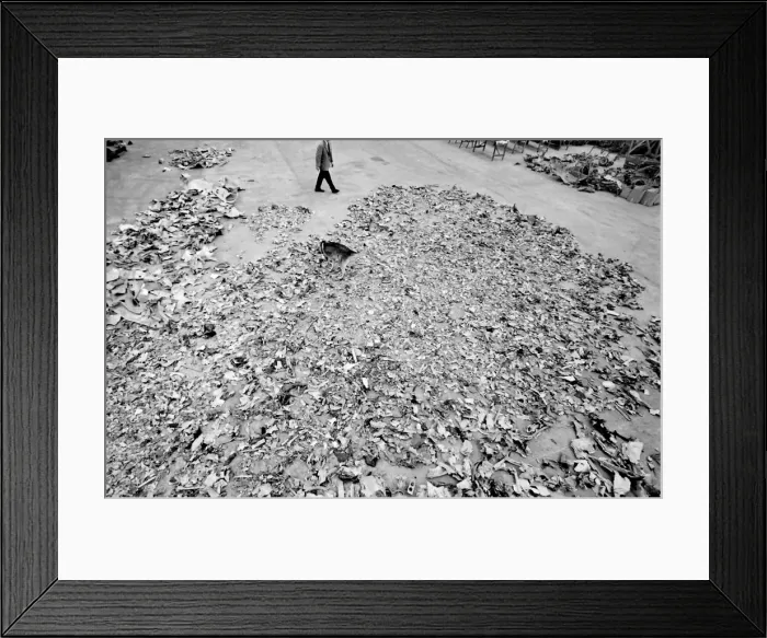 Framed Print : Air crash investigator with sniffer dog Framed Print : Air crash investigator with sniffer dog