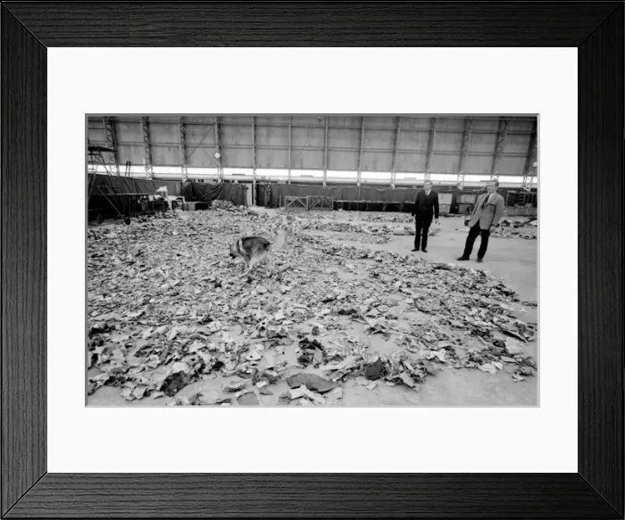 Framed Print : Air crash investigators with sniffer dog Framed Print : Air crash investigators with sniffer dog