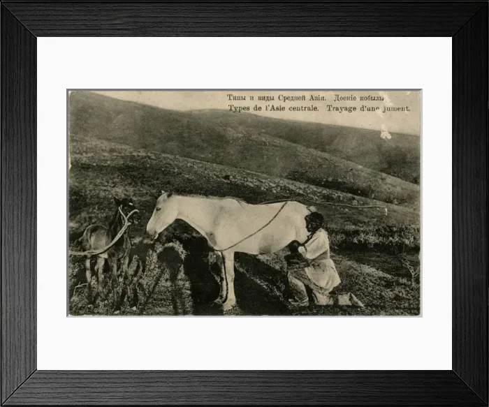 Framed Print : Milking a mare, Central Asia Framed Print : Milking a mare, Central Asia