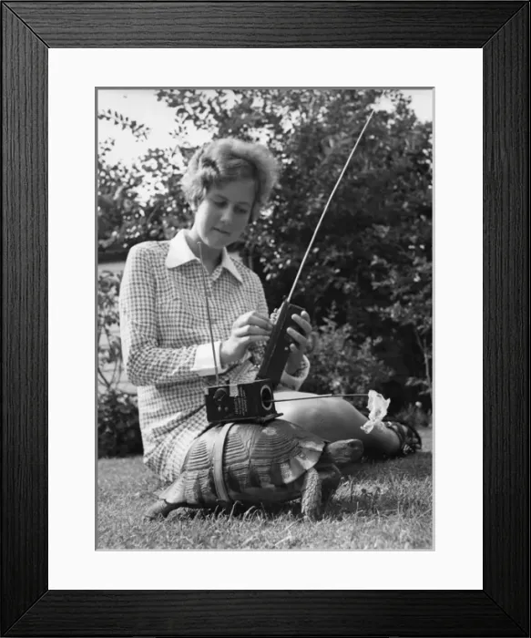 Framed Print : Radio-controlled tortoise Framed Print : Radio-controlled tortoise