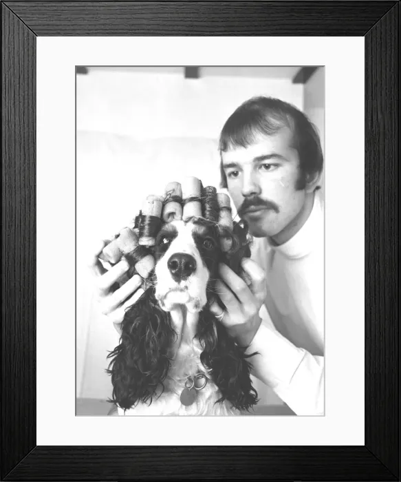 Framed Print : Dog hair stylist, London