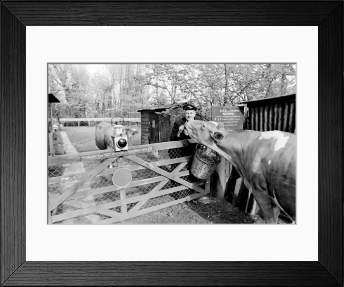 Framed Print : Railway enthusiast couple in Essex Framed Print : Railway enthusiast couple in Essex