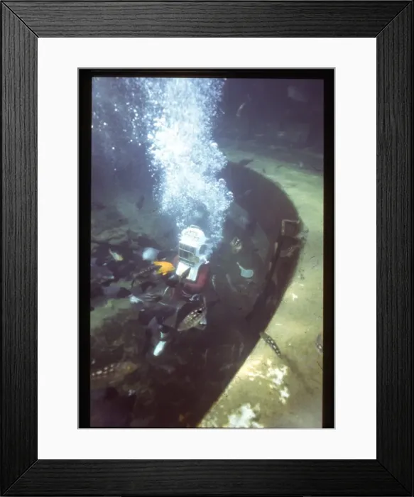 Framed Print : Feeding fish underwater, Florida, USA Framed Print : Feeding fish underwater, Florida, USA