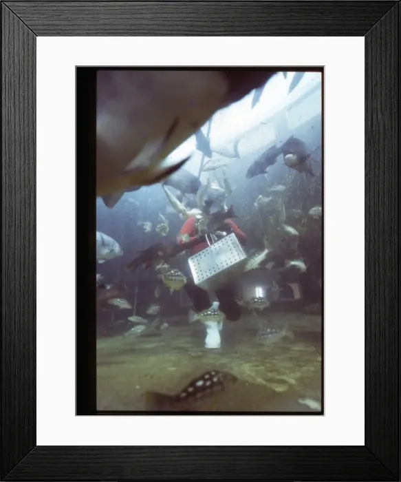 Framed Print : Feeding fish underwater, Florida, USA Framed Print : Feeding fish underwater, Florida, USA