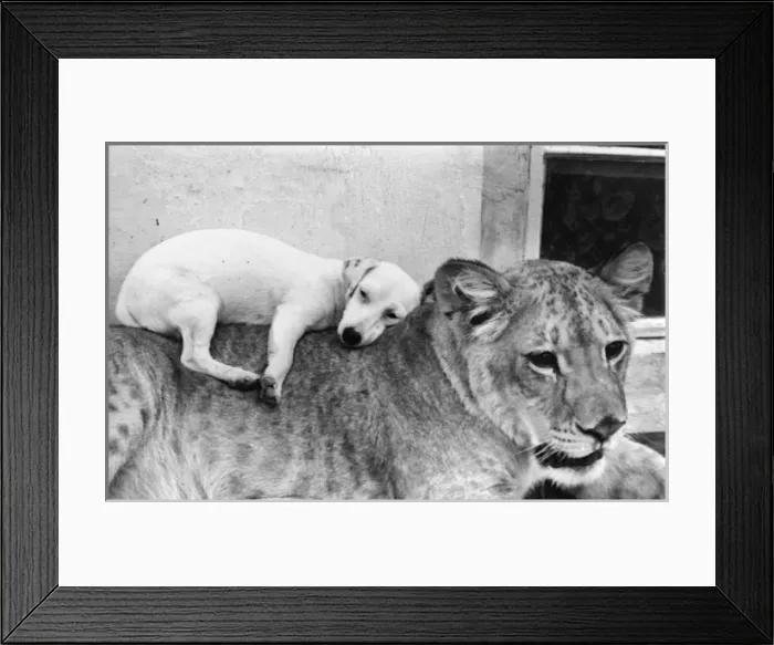 Framed Print : Lioness and dog, best of friends Framed Print : Lioness and dog, best of friends
