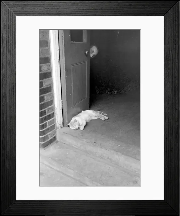 Framed Print : Tower Bridge, London - Tiger the engine room cat Framed Print : Tower Bridge, London - Tiger the engine room cat