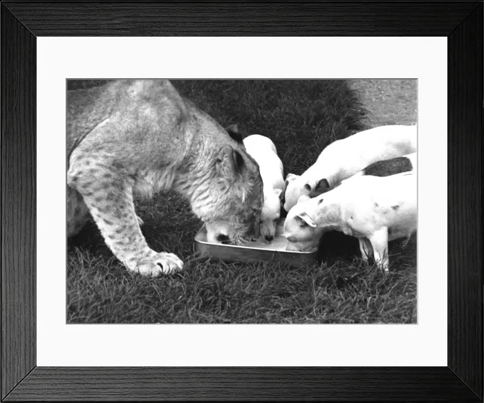 Framed Print : Lioness and dogs sharing a dish of water Framed Print : Lioness and dogs sharing a dish of water