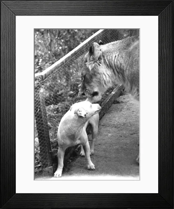 Framed Print : Lioness and dog, best of friends Framed Print : Lioness and dog, best of friends