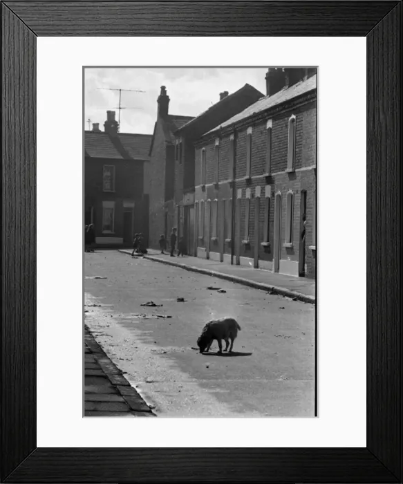 Framed Print : Dog and children in a street, Belfast, Northern Ireland Framed Print : Dog and children in a street, Belfast, Northern Ireland