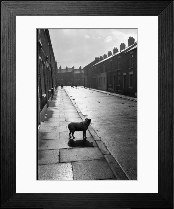 Framed Print : Dog and children in a street, Belfast, Northern Ireland Framed Print : Dog and children in a street, Belfast, Northern Ireland