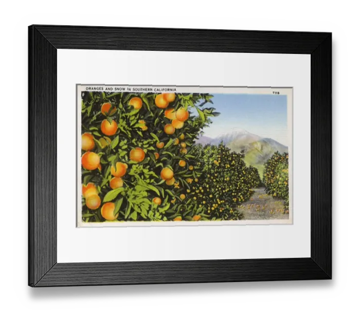 Framed Print : Oranges growing, Southern California, USA