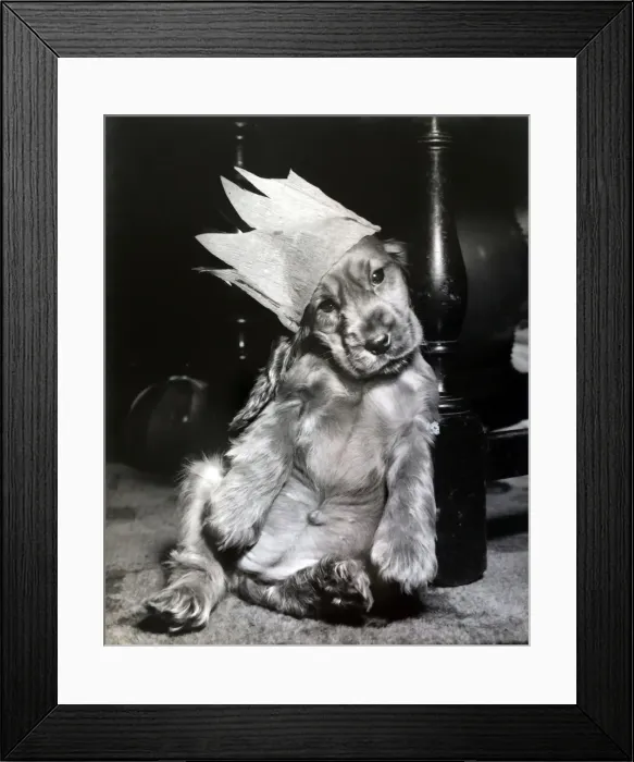 Framed Print : Susi - in a paper Christmas hat Framed Print : Susi - in a paper Christmas hat