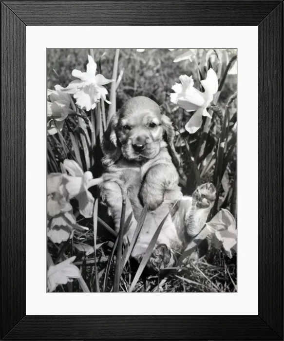 Framed Print : Susi - with daffodils in the garden Framed Print : Susi - with daffodils in the garden