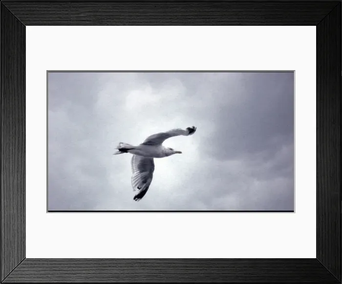 Framed Print : Seagull in flight Framed Print : Seagull in flight