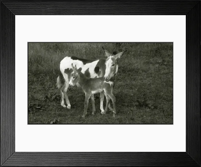 Framed Print : Donkey with new born foal, UK Framed Print : Donkey with new born foal, UK