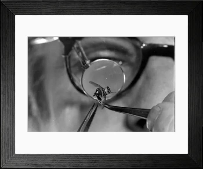 Framed Print : Model fly for use in spying Framed Print : Model fly for use in spying