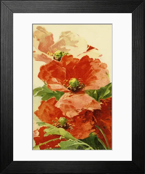Framed Print : Poppies. Nineteen twenties illustration of poppies. Date: circa 1922 Framed Print : Poppies. Nineteen twenties illustration of poppies. Date: circa 1922
