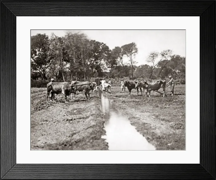 Framed Print : Digging an irrigation ditch, Egypt, circa 1880s Framed Print : Digging an irrigation ditch, Egypt, circa 1880s