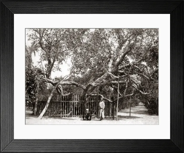 Framed Print : Old Olive tree in the Garden of Gethsamane 1800s Framed Print : Old Olive tree in the Garden of Gethsamane 1800s