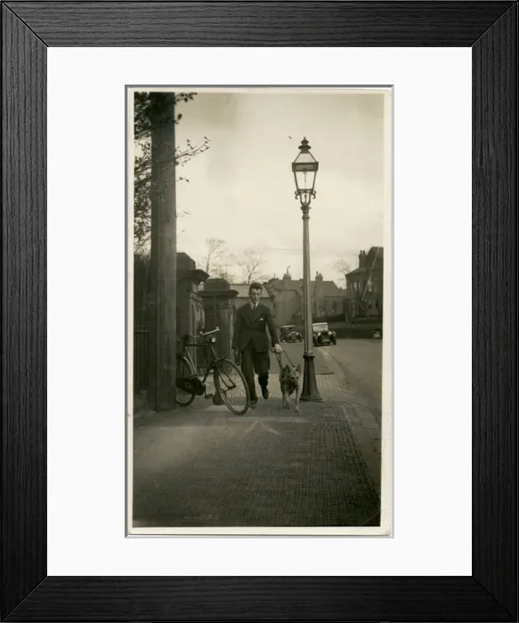 Framed Print : Man taking an Alsatian dog for a walk Framed Print : Man taking an Alsatian dog for a walk