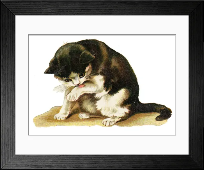 Framed Print : Cute black and white cat on a Victorian scrap Framed Print : Cute black and white cat on a Victorian scrap