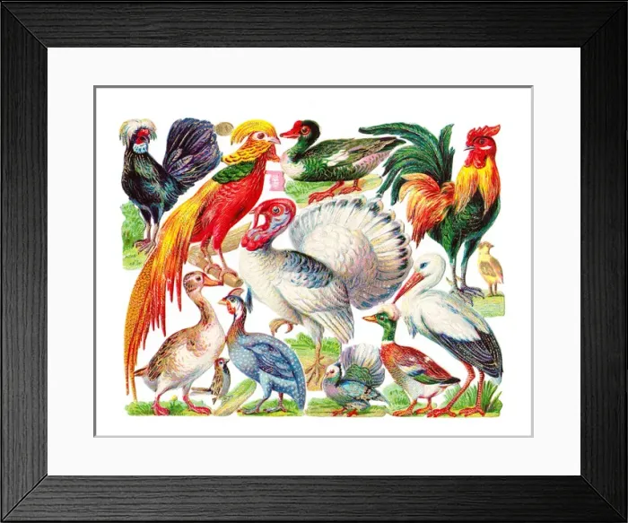 Framed Print : Various birds on a sheet of Victorian scraps Framed Print : Various birds on a sheet of Victorian scraps