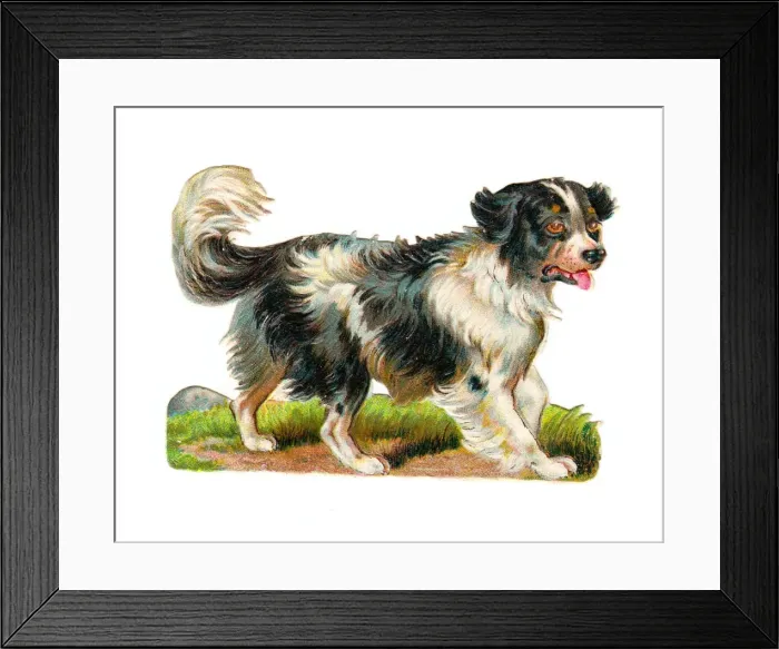 Framed Print : Black and white dog on a Victorian scrap Framed Print : Black and white dog on a Victorian scrap