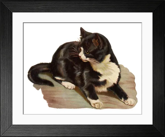 Framed Print : Cute black and white cat on a Victorian scrap Framed Print : Cute black and white cat on a Victorian scrap