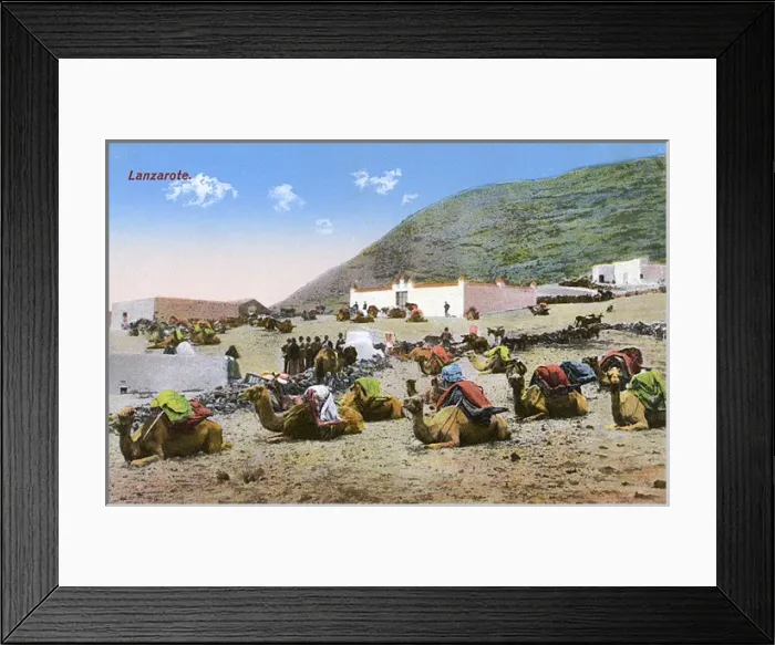 Framed Print : Camels at Femes, Lanzarote, Canary Islands Framed Print : Camels at Femes, Lanzarote, Canary Islands